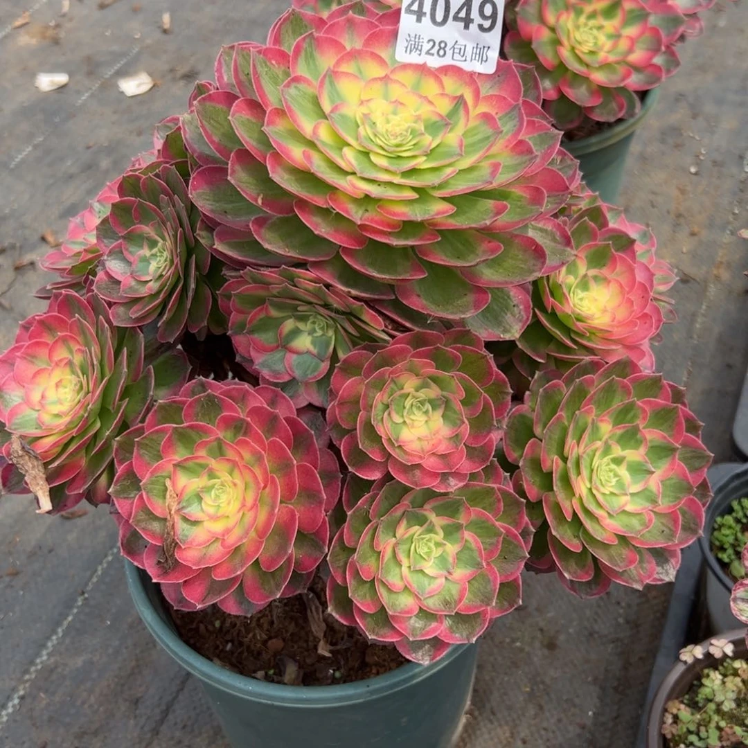 七*。多肉植物4049脱土