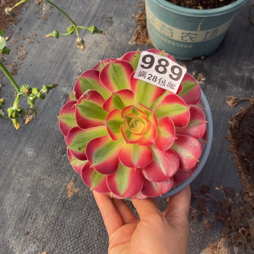 可**乐多肉植物989脱土