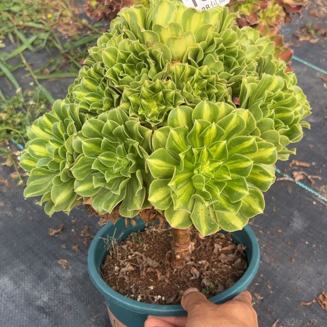 多肉植物189多肉植物