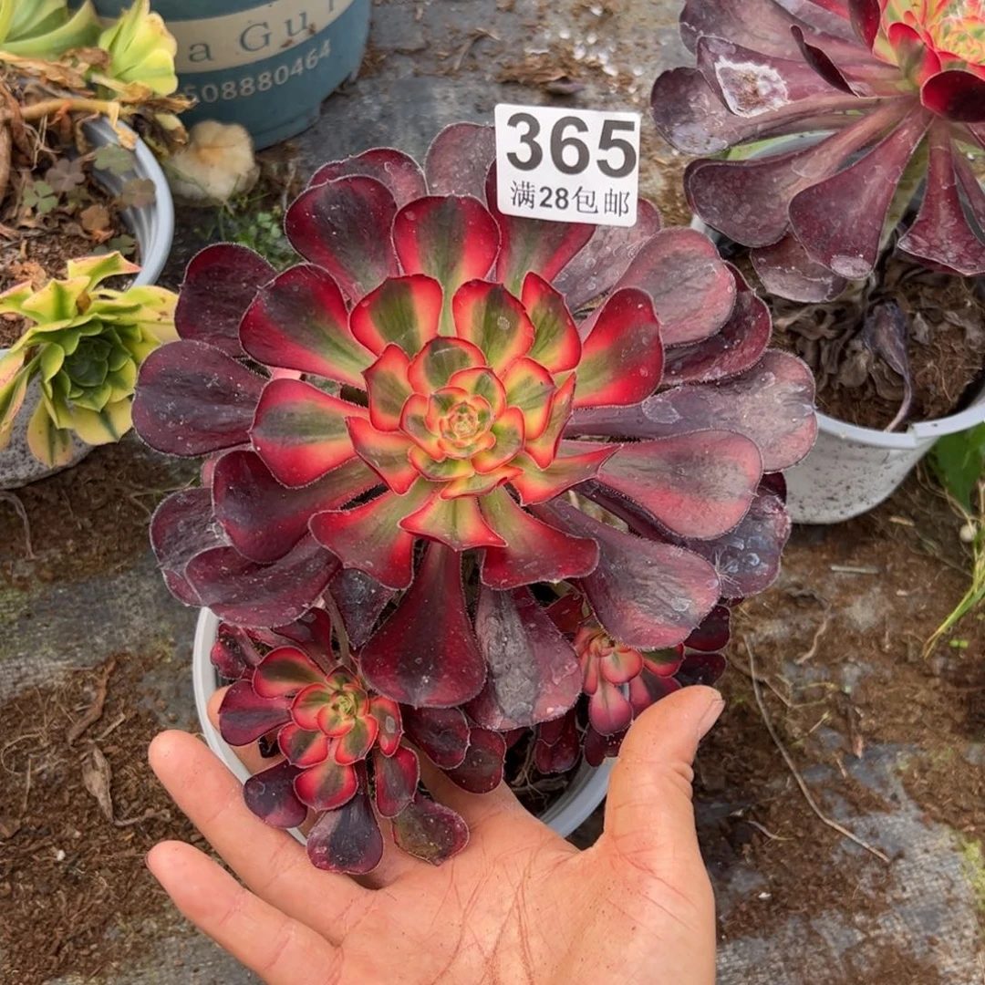 3*℃多肉植物365脱土