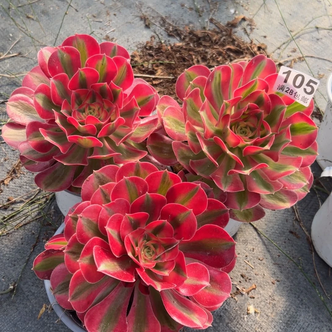 多肉植物105三颗