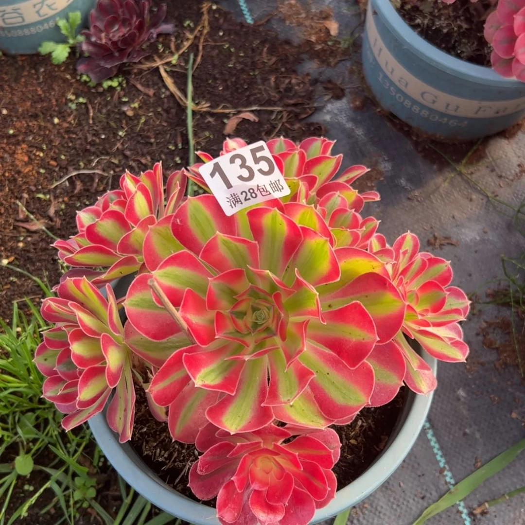 多肉植物135脱土