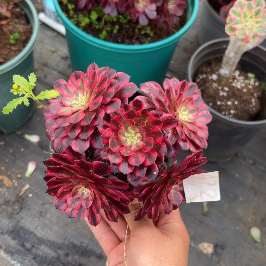 多肉植物472000000