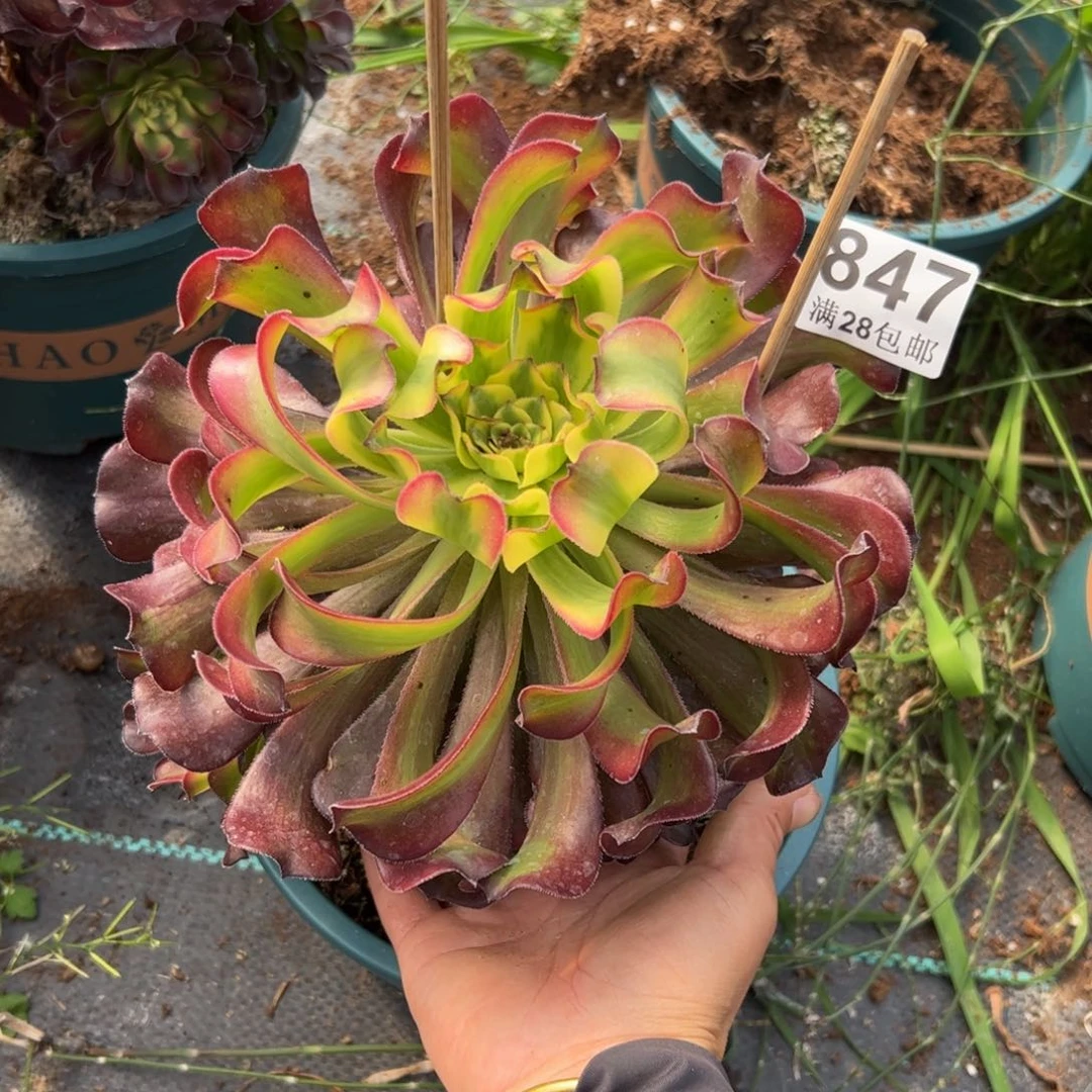 多肉植物847舞天姬大波浪