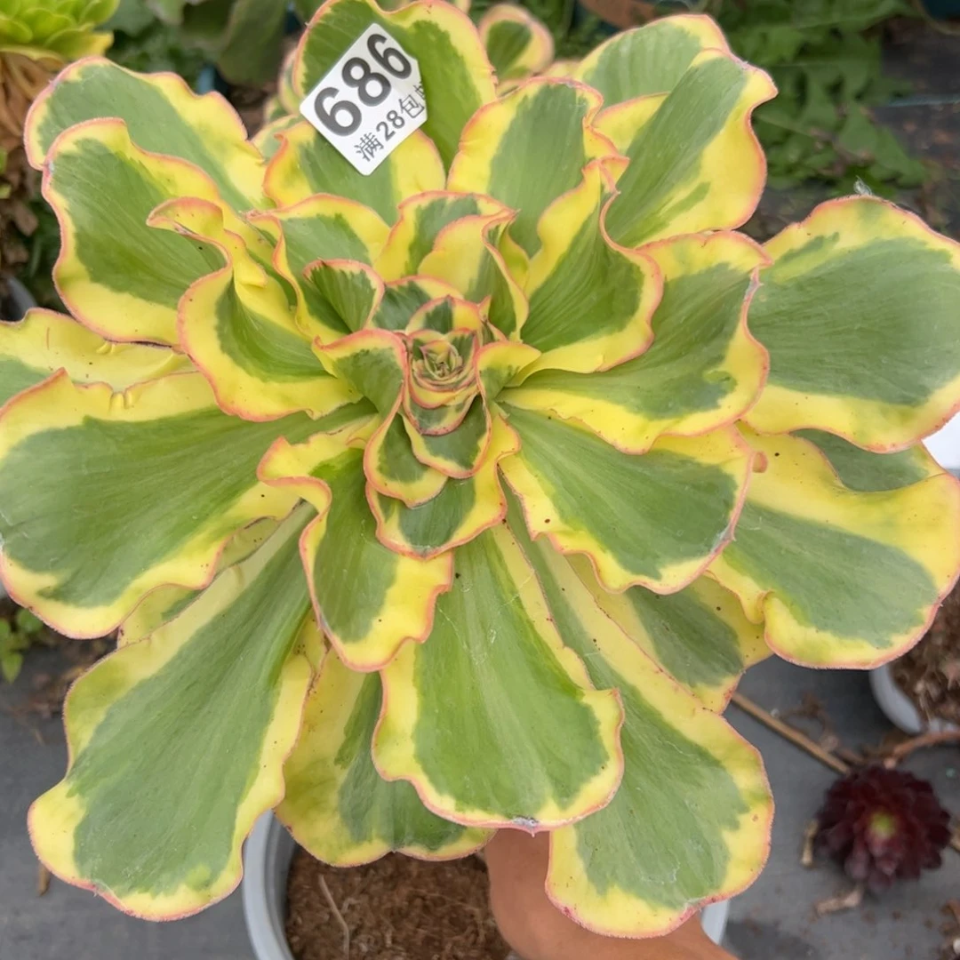 多肉植物686多肉