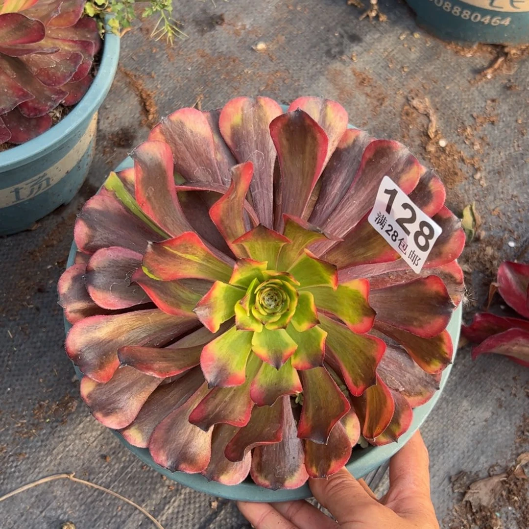 桑****贝多肉植物128脱土