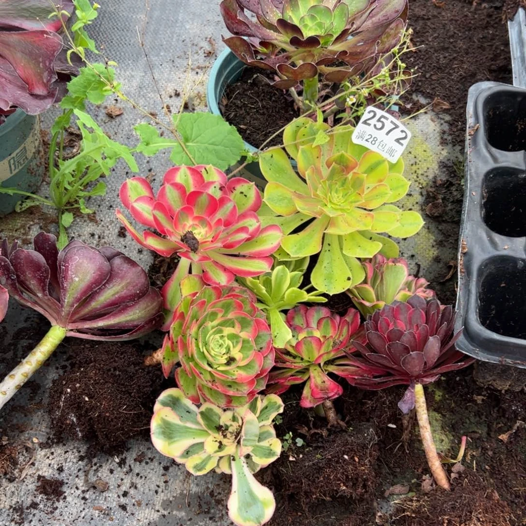 多肉植物10颗不同的品种量拍