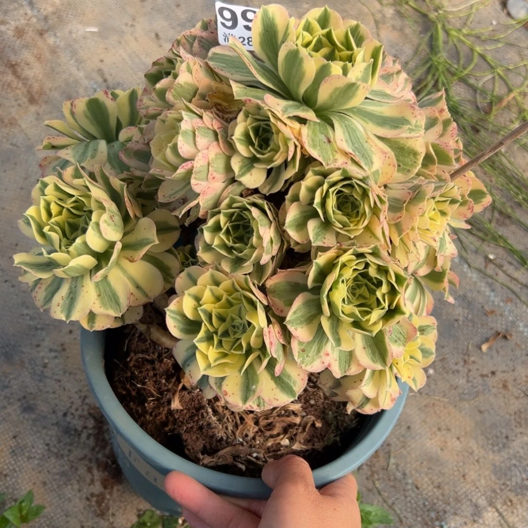 多肉植物999迈巴赫