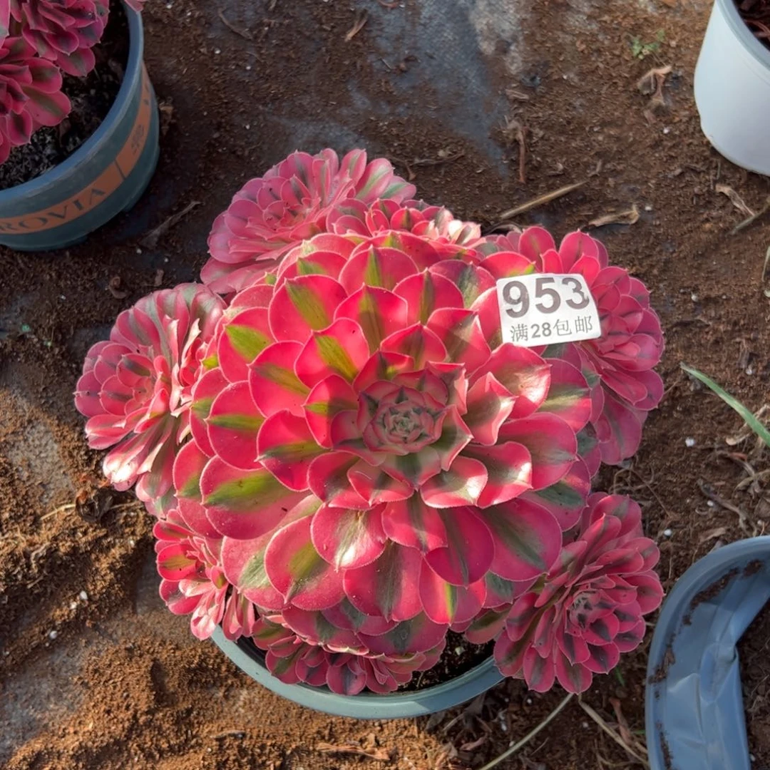 多肉植物953分女巫