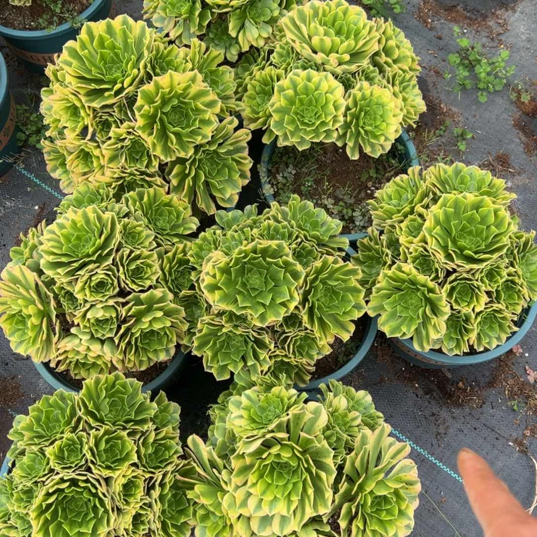 今丝翡翠量拍15.8多肉