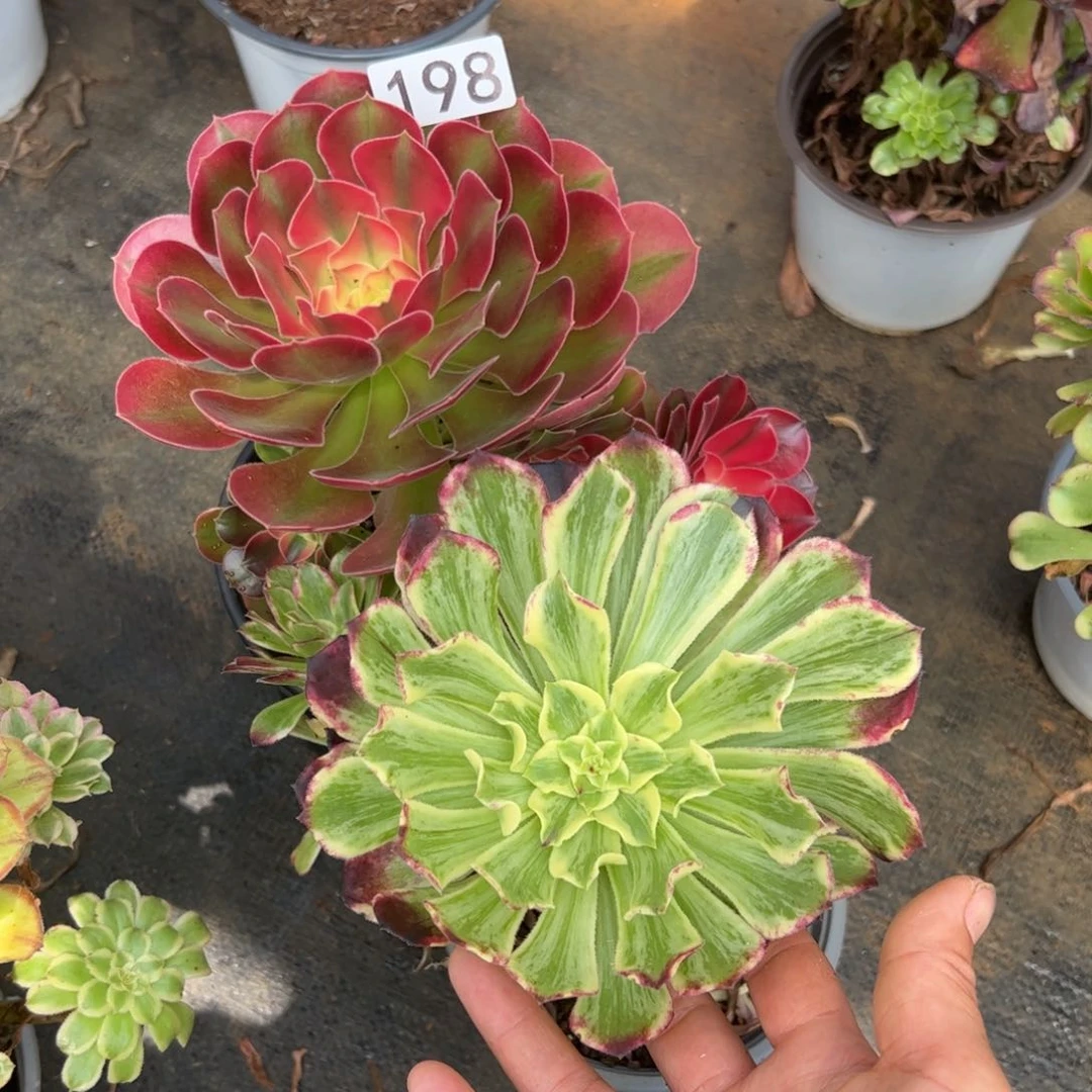 多肉植物198脱土
