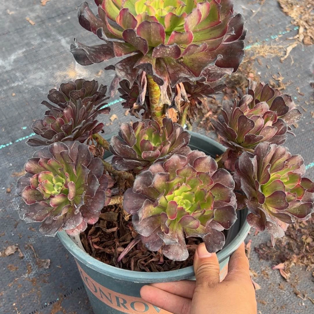 多肉植物965粉黛