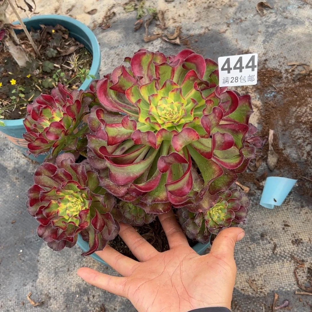 玉*多肉植物444脱土