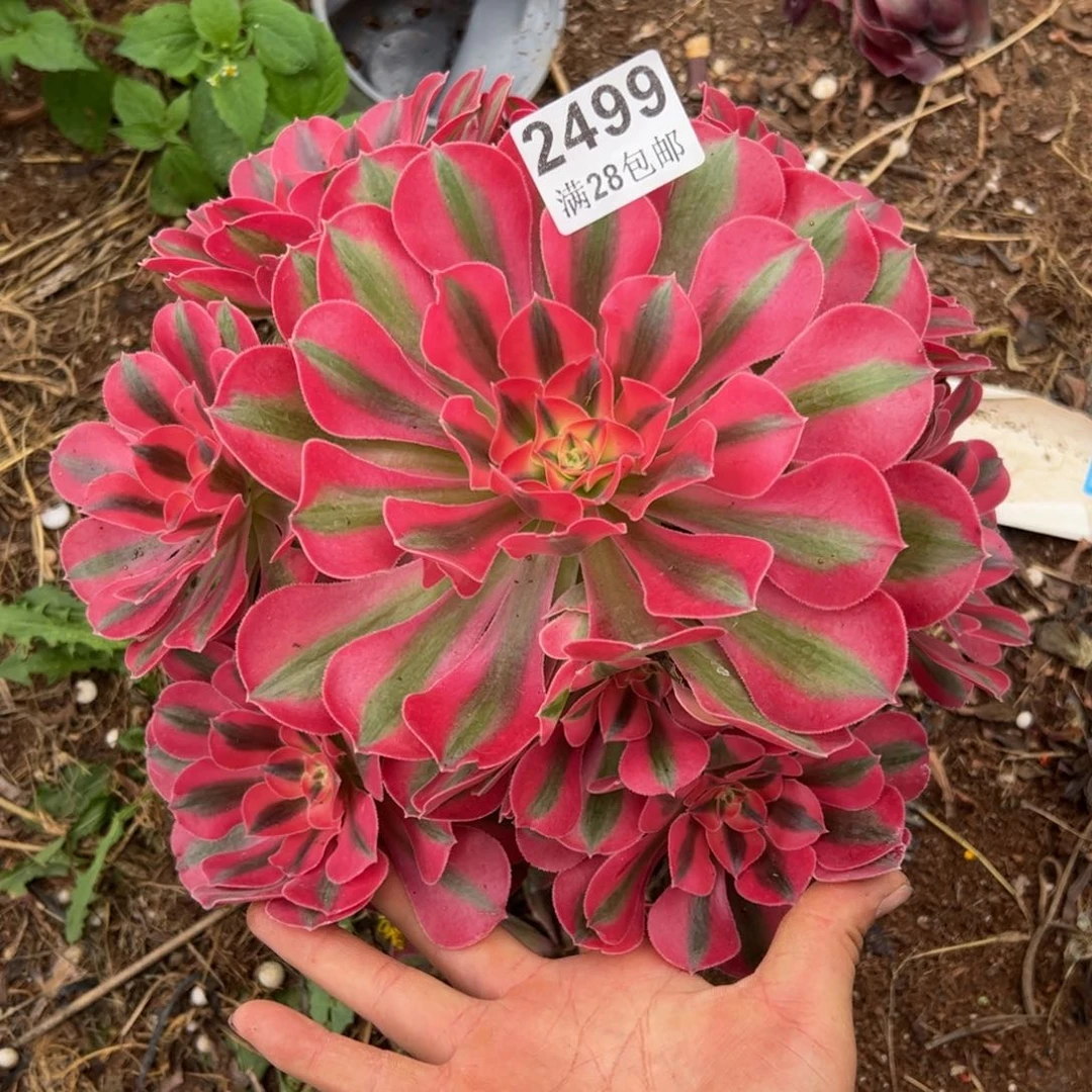 蓝*多肉植物2499脱土