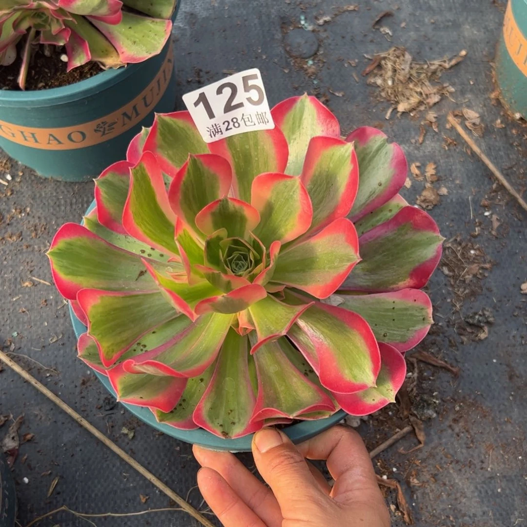 建**姐多肉植物125脱土