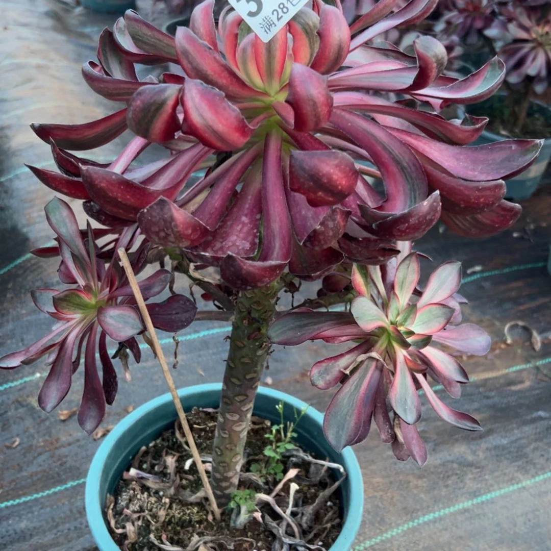 漠*多肉植物379脱土