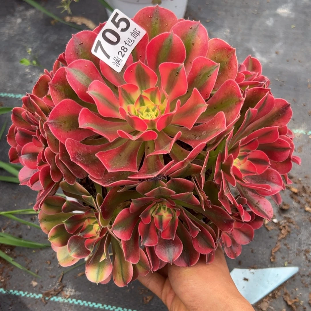 多肉植物705多肉植物