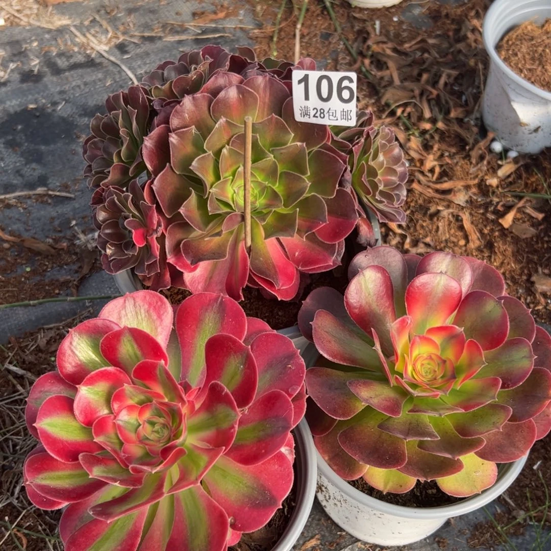 多肉植物106三颗