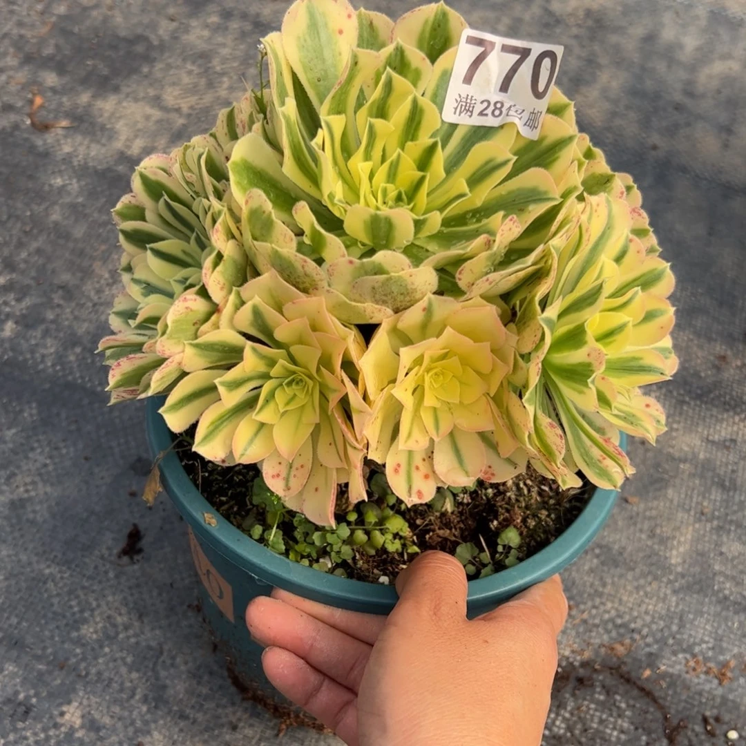 多肉植物770迈巴赫