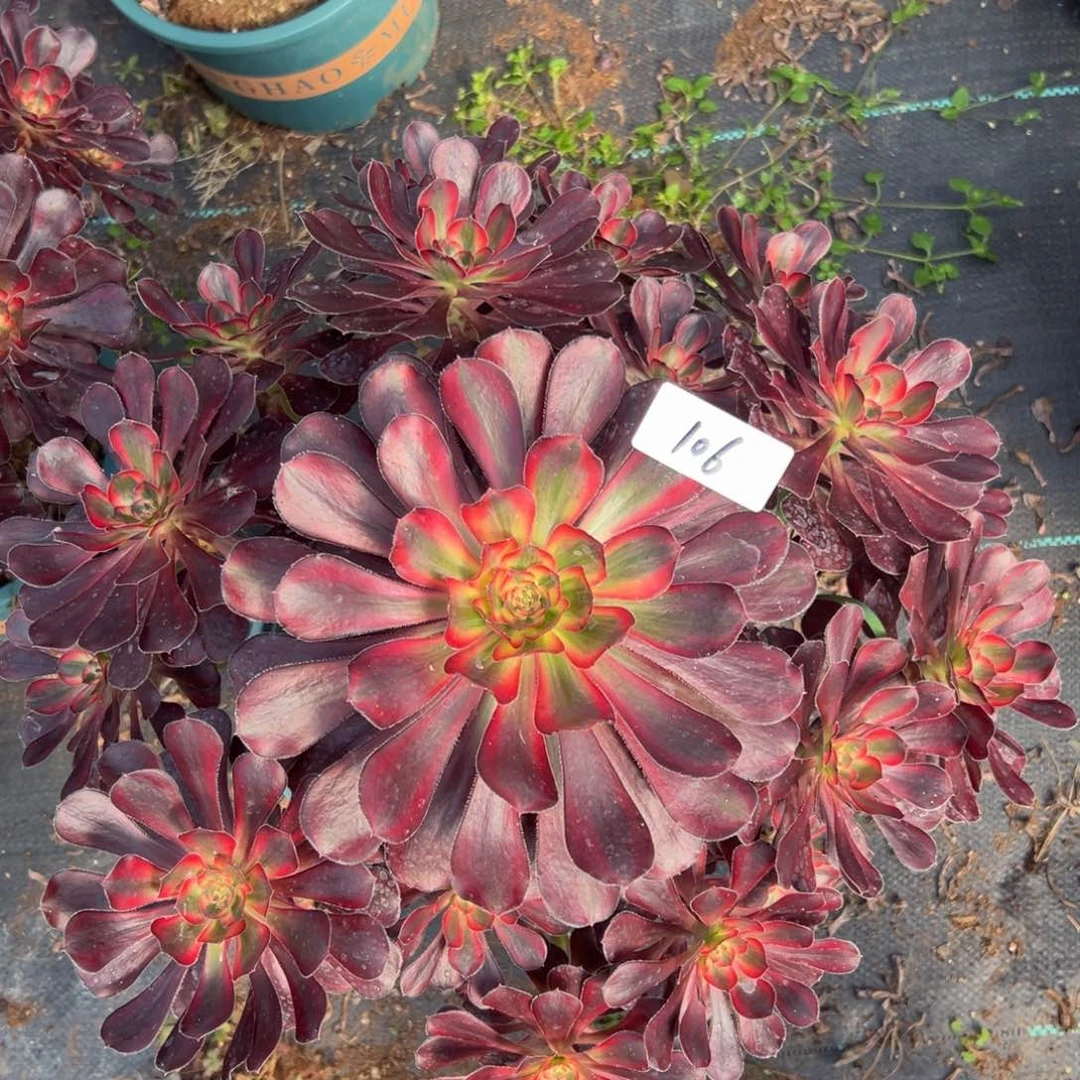 喜**枝多肉植物106脱土