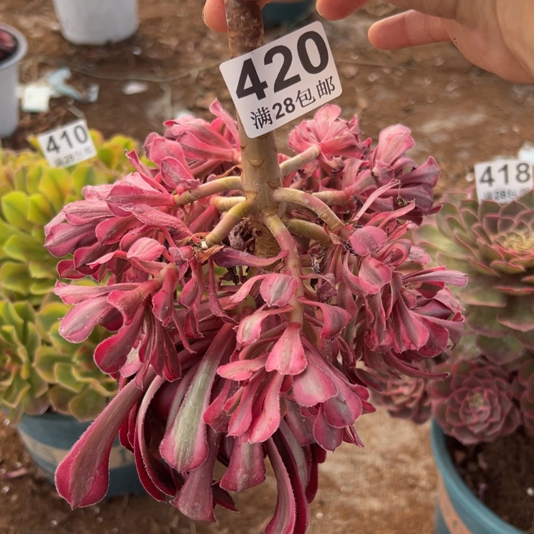 风***?多肉植物420无售后