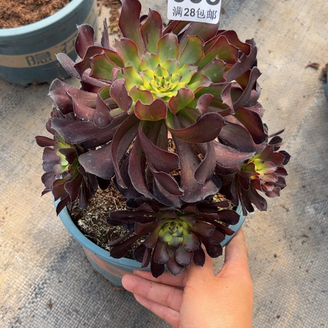 多肉植物038无售后