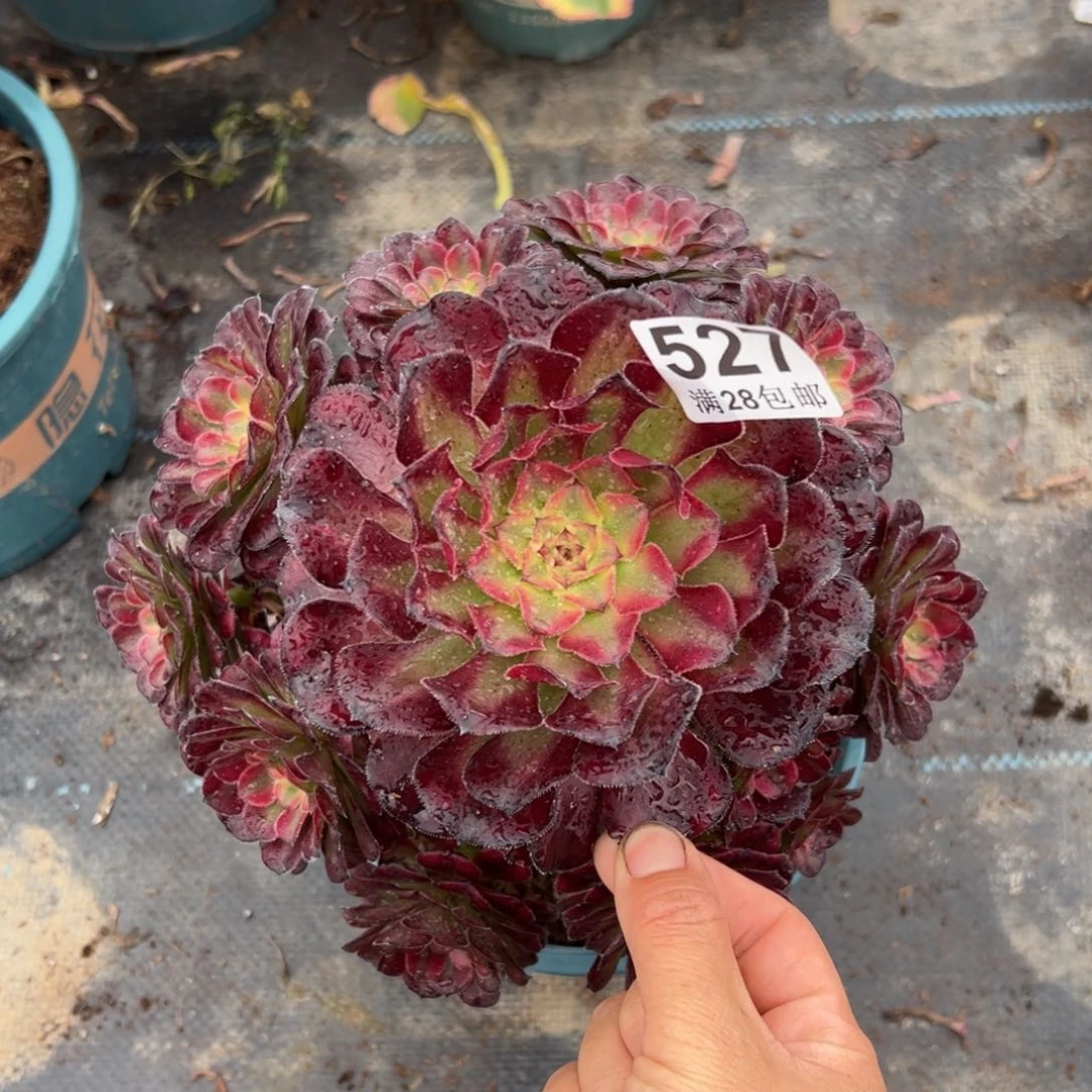 小*?多肉植物527脱土