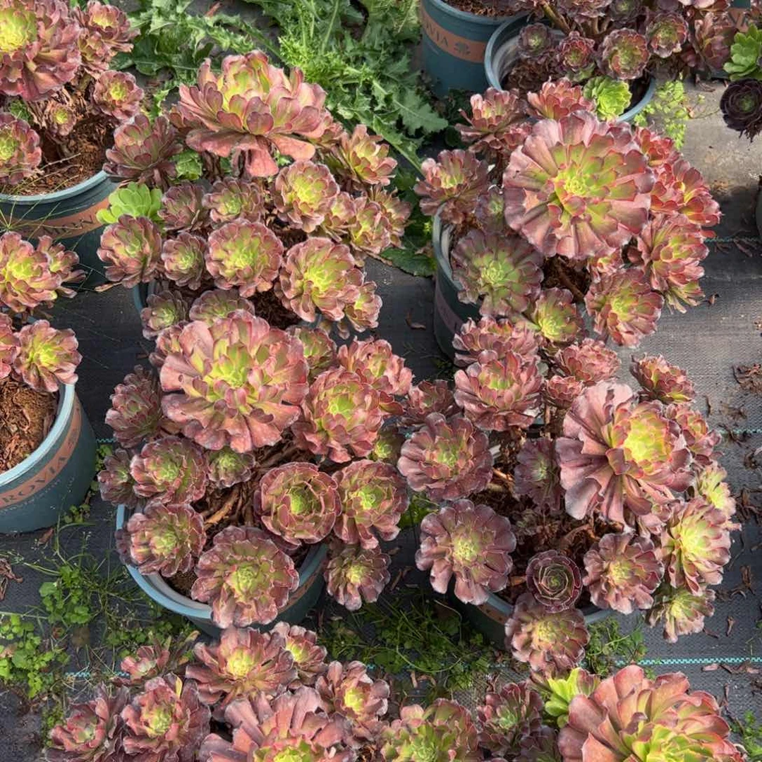多肉植物粉黛19.8量拍