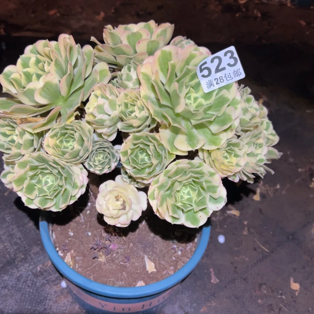 多肉植物523多肉植物