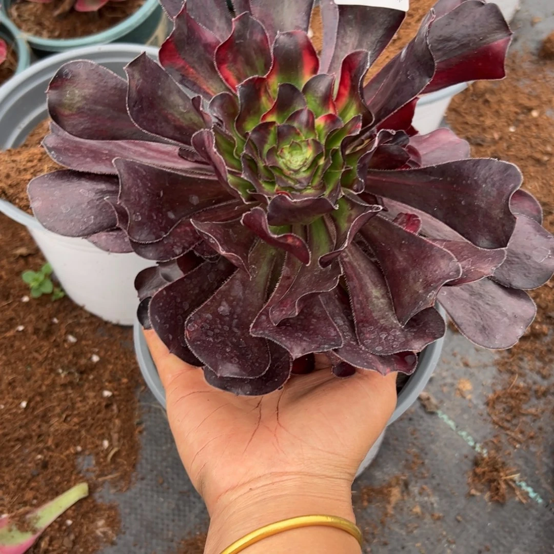 家***儿多肉植物2567脱土