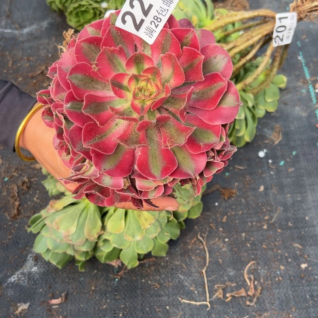 多肉植物226多肉植物