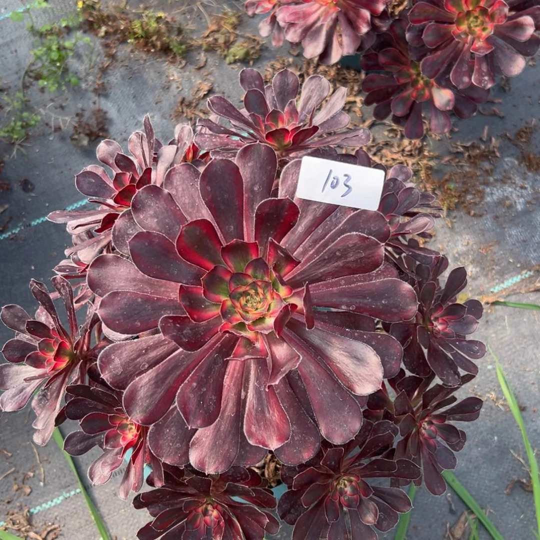 多肉植物103脱土