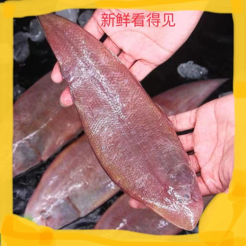 顺丰冷链发货 龙利鱼舌头鱼新鲜冷冻发货（一斤3-4条）发5斤