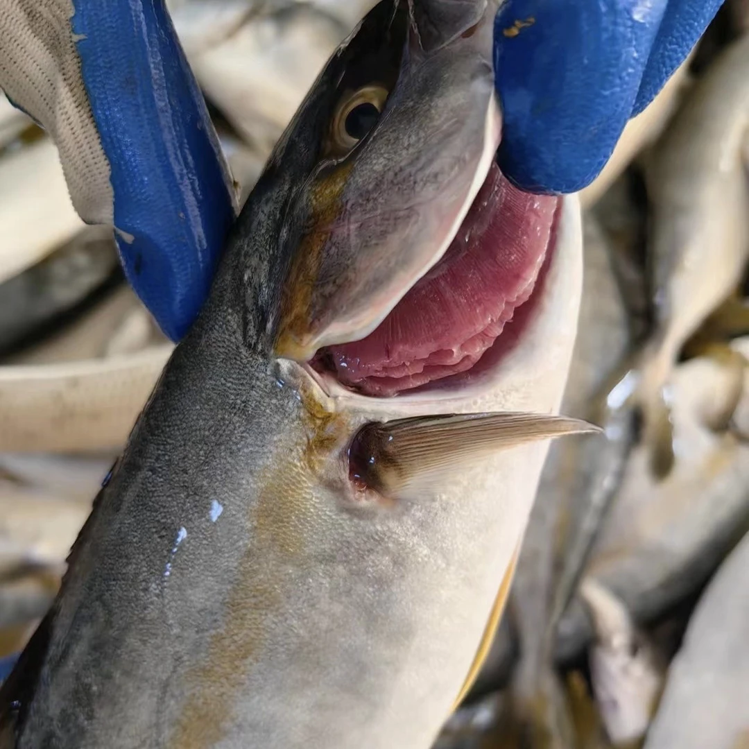 黄金鲅鱼黄狮鱼青甘鱼非燕鲅鱼章红非马鲛冷冻野生深海鱼