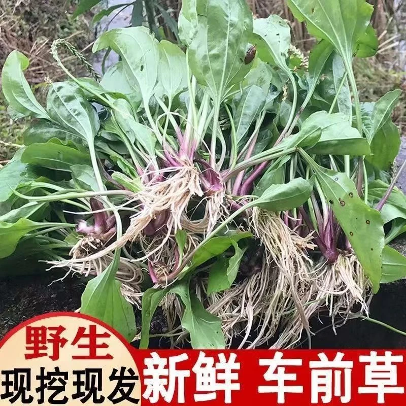 新鲜野生车前草天然车前草整颗带根车前草车前子车轱辘菜车轮菜