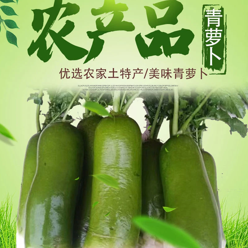 河南青萝卜新鲜信阳青萝卜淮河沙窝青萝卜现挖现发应季蔬菜5斤1斤