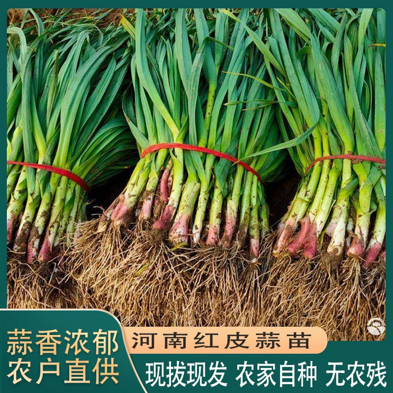 河南红皮蒜苗新鲜应季蔬菜红杆蒜苗紫皮蒜苗大青蒜大蒜叶5斤包邮