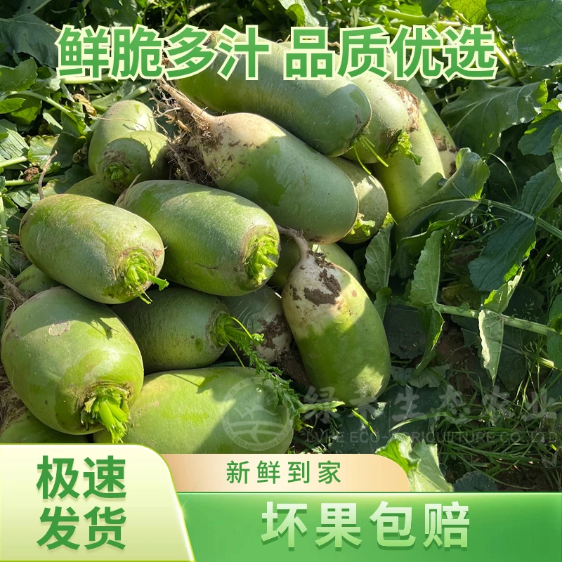沙窝萝卜河南信阳老品种沙地青萝卜脆甜微辣炖肉面甜
