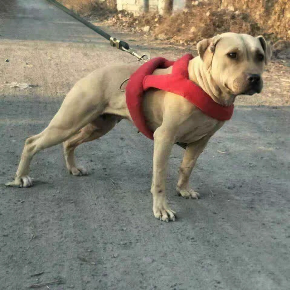 猛犬比特犬训练用品装备专用多功能肩背带胸带大型宠物牵引肩背带