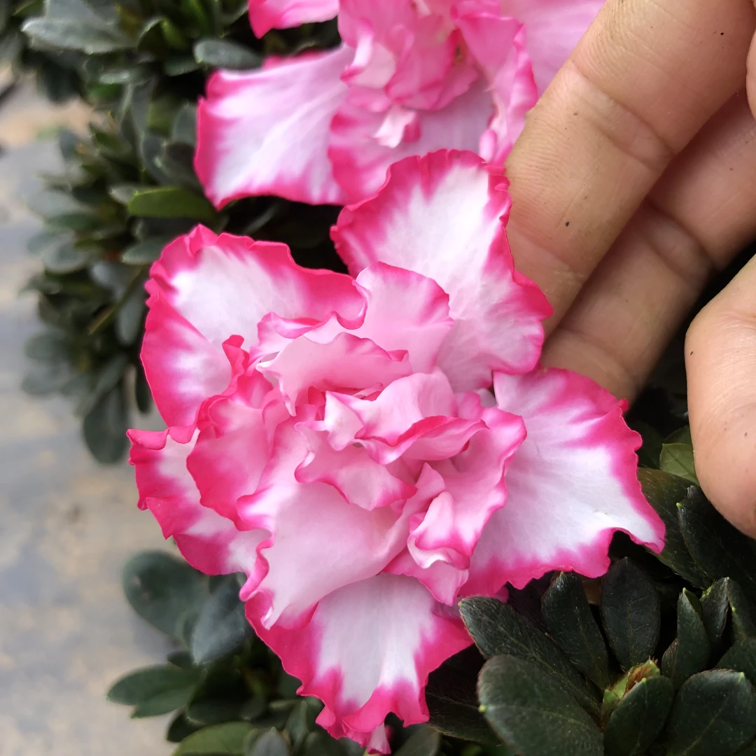杜鹃花，四季开花，粉西马(冠服20cm