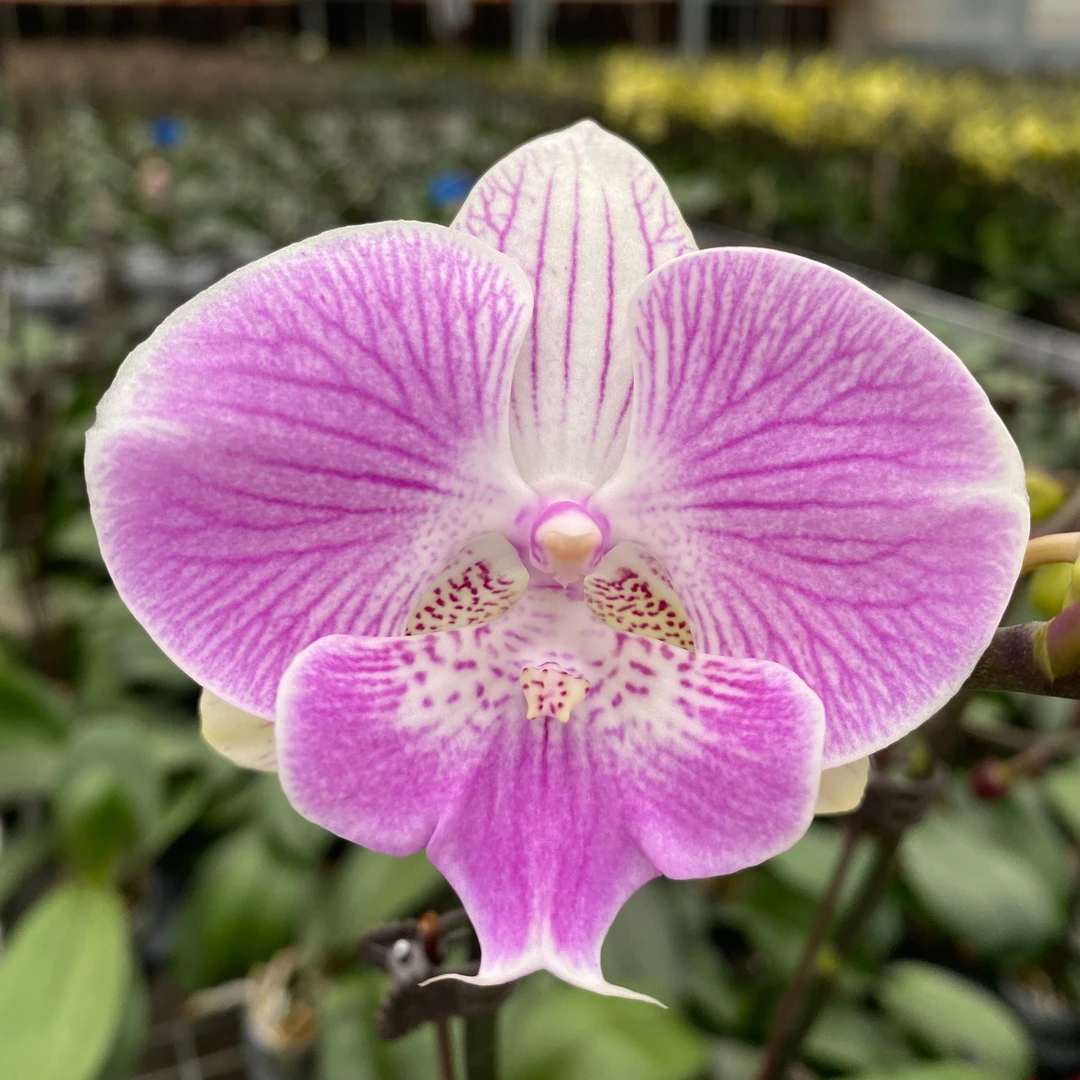 【虞美人 蝴蝶兰】2.8寸 仙气唯美中花型 好看好养懒人花