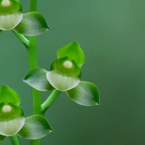 墨兰玲珑素荷兰花绿植