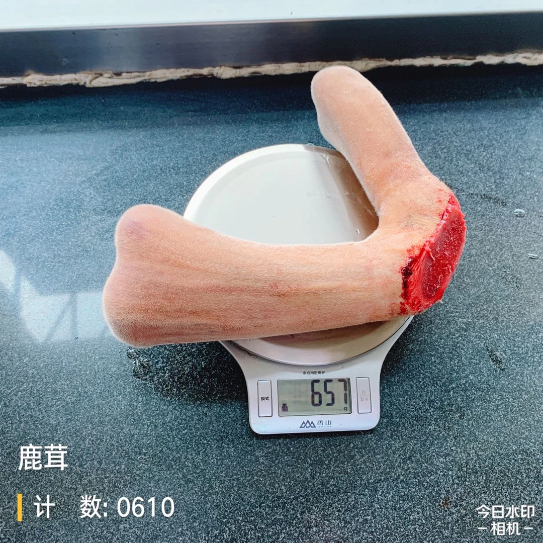 鲜鹿茸鹿茸头茬二杠茸照片实拍新鲜鹿茸现货直播间吉林鹿场发