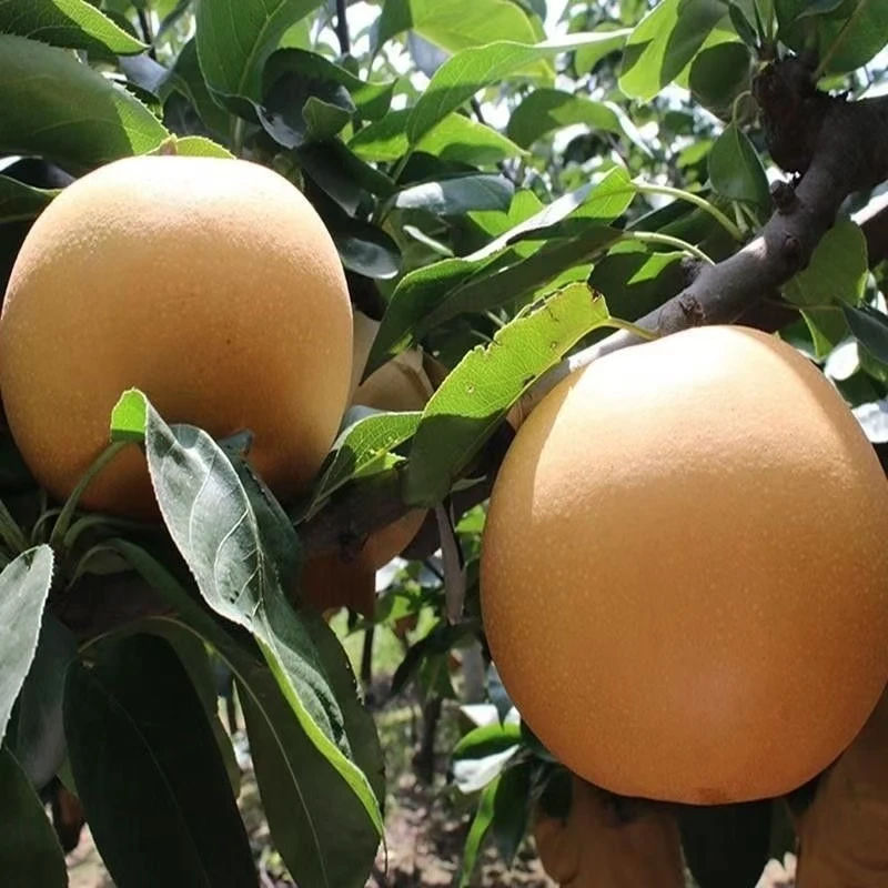 秋月梨树苗梨苗汁多酥脆甘甜无渣产量高自花结果易管理南北方可栽