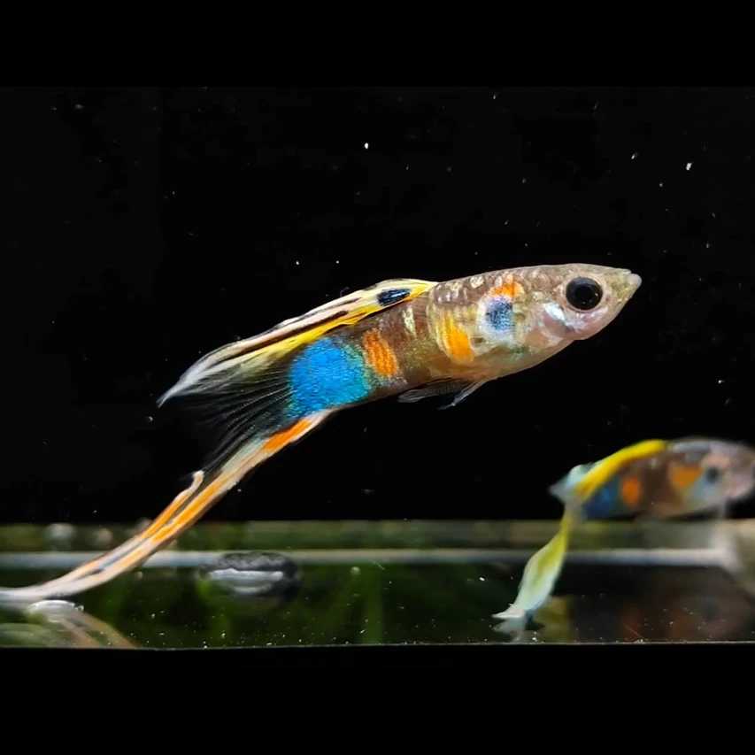 维也纳底剑双剑野生色小型活体孔雀鱼