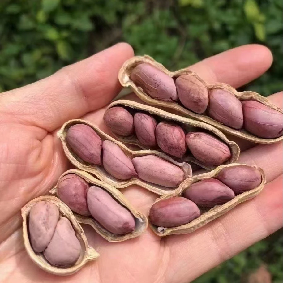 龙岩湿烤花生丨干香耐吃下酒绝配