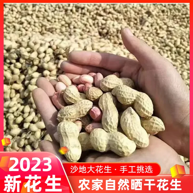 2023山东甘甜带壳干花生沙土地种植自然晾晒优质大颗粒花生3斤5斤