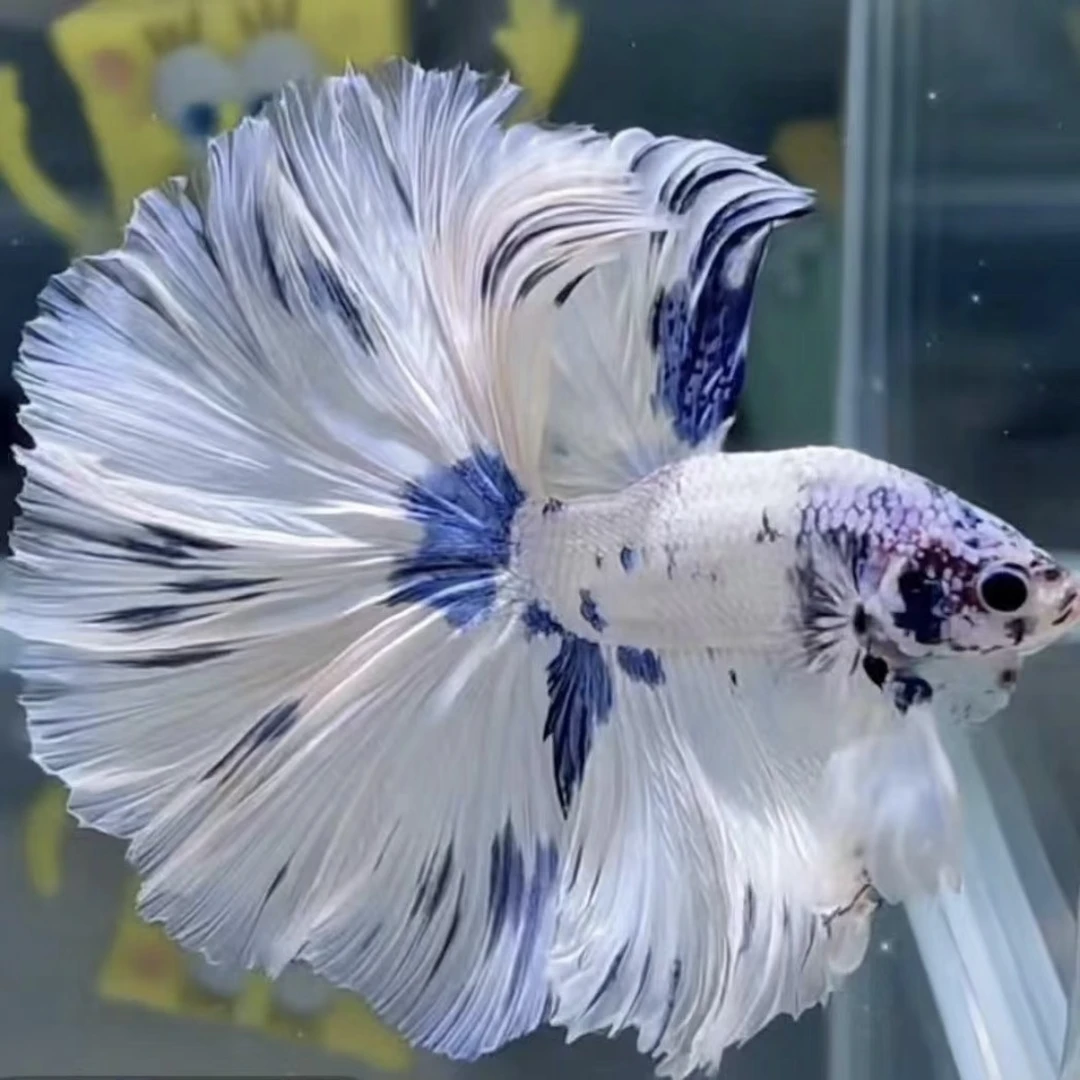 随机-精品泰国斗鱼小型热带观赏鱼耐活