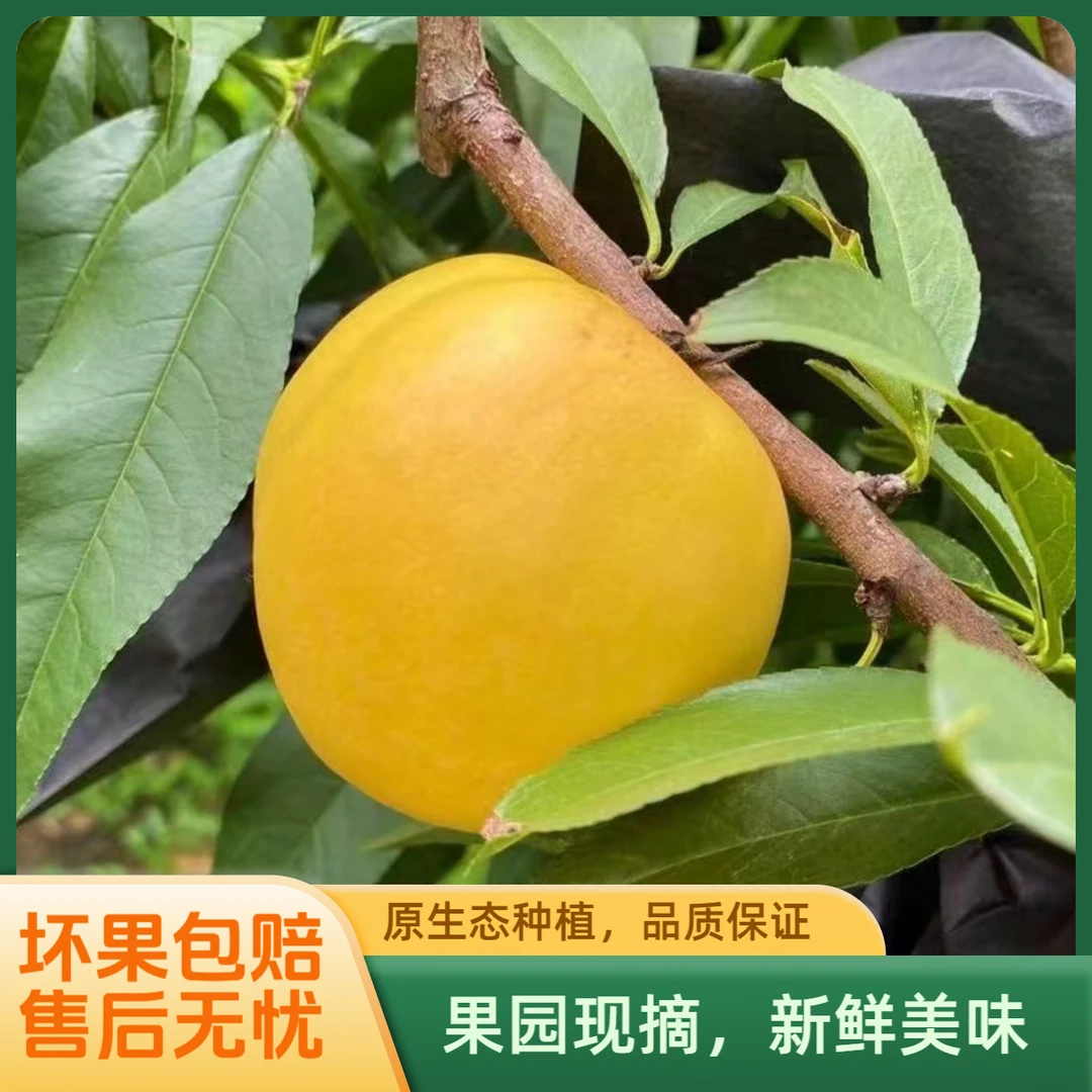 黄金油桃脆桃蒙阴蜜桃新鲜采摘孕妇小孩都可以吃4.5斤包邮甜蜜
