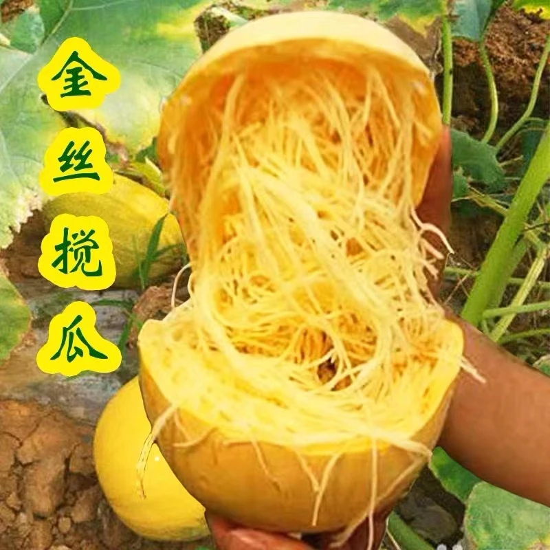 天然粉丝瓜种子金丝绞瓜南瓜籽家庭播种四季蔬菜孑